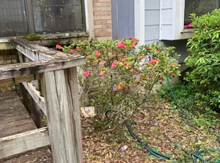 Bush Trimming by Brandon Langworthy for Yousseline H. in Tallahassee, FL