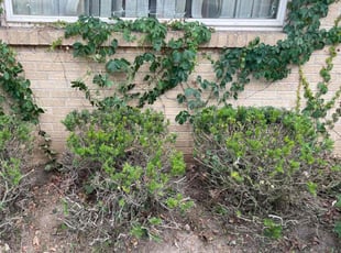 Bush Trimming by Oscar Cardosa for Zacharrah W. in Grand Rapids, MI