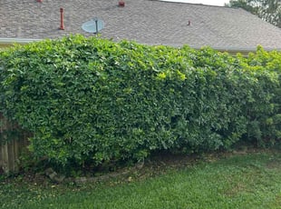Bush Trimming by Charles Howard for Brian Z. in Tampa, FL