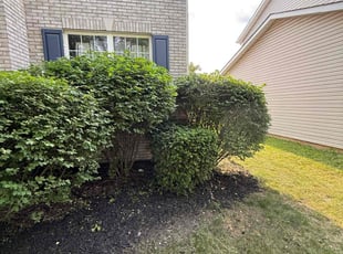 Bush Trimming by Wayne Washington for Marshawn W. in Indianapolis, IN