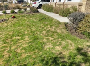 Bush Trimming by Brandon Flail for Frederick h. in Leander, TX