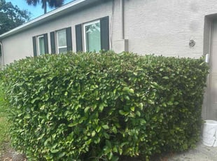 Bush Trimming by Carlos Arocho for Evenson A. in Winter Springs, FL