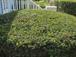 Bush Trimming by Nicholas Caldwell for Jason C. in Auburn, MA