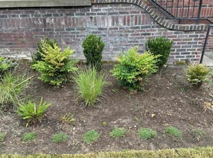 Leaf Removal by Nouri Abdelkader for Wenona R. in Seattle, WA