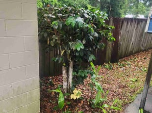 Bush Trimming by Buster Edwards for Patty C. in Tallahassee, FL