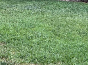 Wesley S.'s Grass Cutting service result