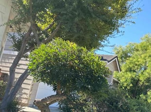Bush Trimming by Jorge Rafael ChΓ‘vez for Clarissa N. in San Jose, CA