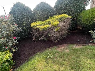 Mulching by Zemery Woodruff for Amardeep R. in Acworth, GA