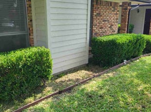 Bush Trimming by Kevin Anderson for John B. in Sachse, TX