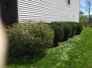 Bush Trimming by Richard Hyatt for Yalonda H. in Westerville, OH