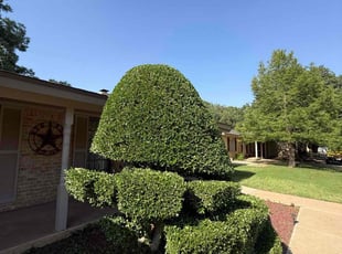 Bush Trimming by Zachary Saldana for Randy D. in Lubbock, TX