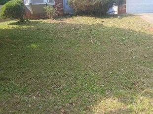 Bush Trimming by Joshua Walker for LaToya J. in Decatur, GA