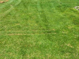 Frank A.'s Lawn Mowing service result