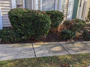 Bush Trimming by Zachary Schwarz for Melissa G. in Charlotte, NC