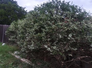 Bush Trimming by Marc Davis for Derick W. in San Antonio, TX
