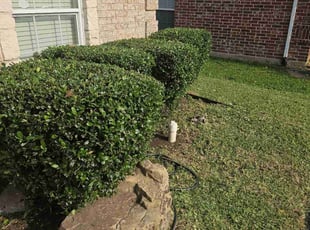 Bush Trimming by Gerome Randle for Monica L. in Arlington, TX
