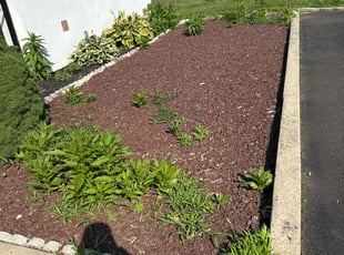 Weeding by Daniel DomΓnguez for Nancy Y. in Warminster, PA