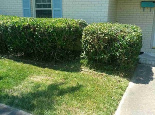 Bush Trimming by Xavier Monroe for Steven L. in Charlotte, NC