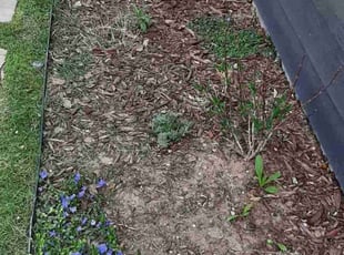 Weeding by Angela Shinaut for Jack C. in Denver, CO