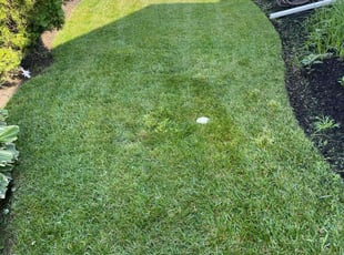 Kenny K.'s Lawn Mowing service result