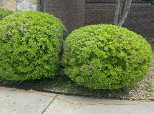 Bush Trimming by Adriel Carr for Alfred B. in Madison, AL