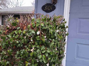 Bush Trimming by Juan gavino Barrera Rodriguez for Liss M. in Stockton, CA