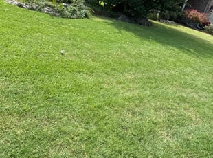 David V.'s Lawn Service service result