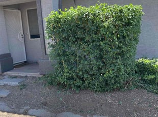 Bush Trimming by Michael Rizzo for Nathan J. in Mesa, AZ
