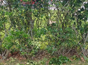 Bush Trimming by Sharon White for Kalmar F. in Jacksonville, FL