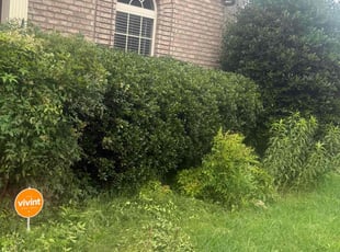 Bush Trimming by Thomas Dobak for Dalisay H. in White House, TN