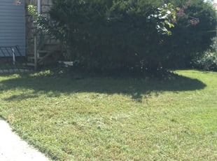 Bush Trimming by Chris Dotson for Jacqueline H. in Kansas City, MO