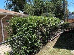 Bush Trimming by Devin Brown for Carolyn L. in Denver, CO