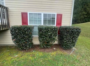 Bush Trimming by Chris Fleming for Bo D. in Atlanta, GA