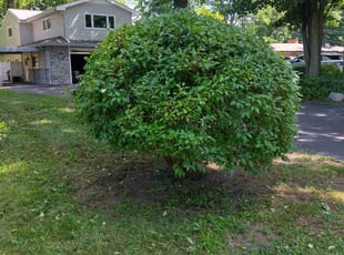 Bush Trimming by Shane Palmer for Barbara O. in Livonia, MI