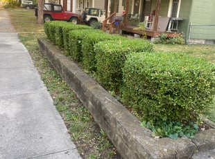 Bush Trimming by Shawn Byers for Phill W. in Kansas City, MO