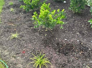 Weeding by Tracy Miller jr for Jan R. in Lexington, NC