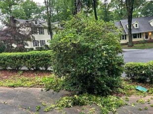 Bush Trimming by Shaquille Davis for Karl F. in Greenville, SC