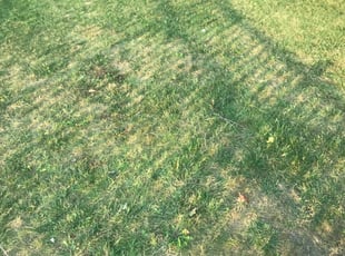 Cleanups by Thomas Swert for Nelson M. in Toledo, OH