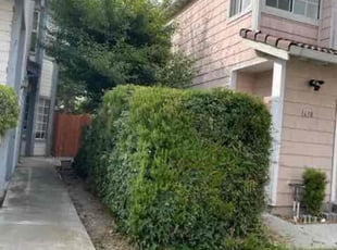 Bush Trimming by Luis Enrique Rafael Chavez for lee C. in San Jose, CA