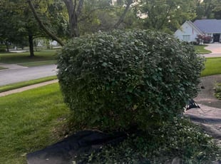 Bush Trimming by Oscar Bustos for Austin O. in Indianapolis, IN