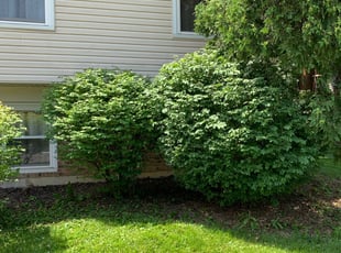 Bush Trimming by Dave Ehrenberg for Hassan O. in Westerville, OH