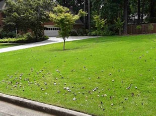 Phillip B.'s Lawn Mowing service result