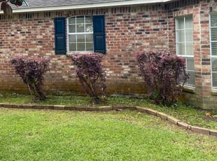 Bush Trimming by Jeconiah Conway for Leroy Tina F. in Lafayette, LA