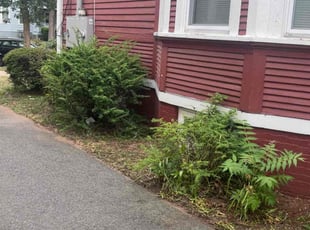 Bush Trimming by Luis Caraballo for Edward L. in New Haven, CT
