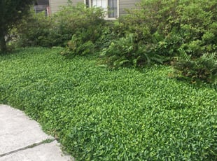 Bush Trimming by Lawrence Pourciau for Richelle C. in Metairie, LA