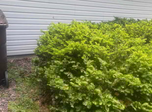Bush Trimming by Quis Coleman for Joy M. in Cottage Grove, MN