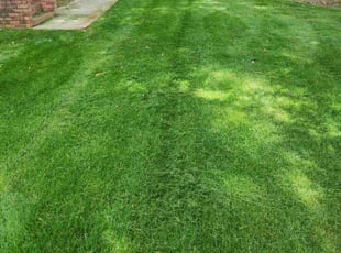 Denise A.'s Lawn Mowing service result