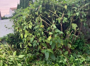 Bush Trimming by Markese Seals for Tunde O. in Philadelphia, PA