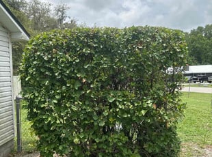 Bush Trimming by Ramon Taguja for Phillip J. in Lakeland, FL