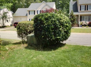 Bush Trimming by Antonio Starks for Bruce L. in Raleigh, NC
